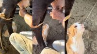Felino toma leite direto da fonte e divide tetas com bezerro: