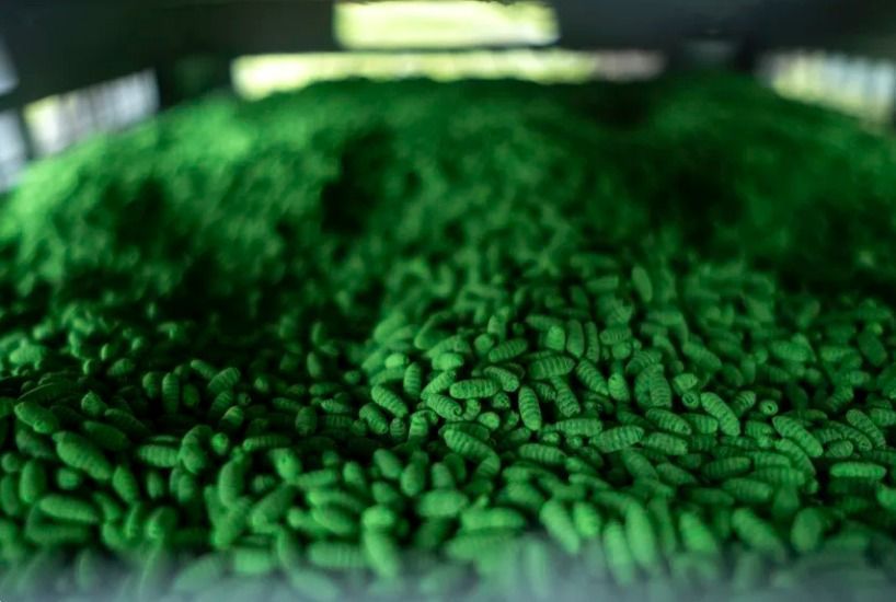 Uma caixa com 80.000 pupas estéreis da mosca-varejeira-do-novo-mundo foi instalada no Rancho Chapparosa em La Pryor, Texas, em junho, após a primeira infestação nos EUA em décadas. As pupas estéreis são tingidas de verde para distinguir as moscas estéreis das não estéreis • Joel Angel Juarez/Getty Images