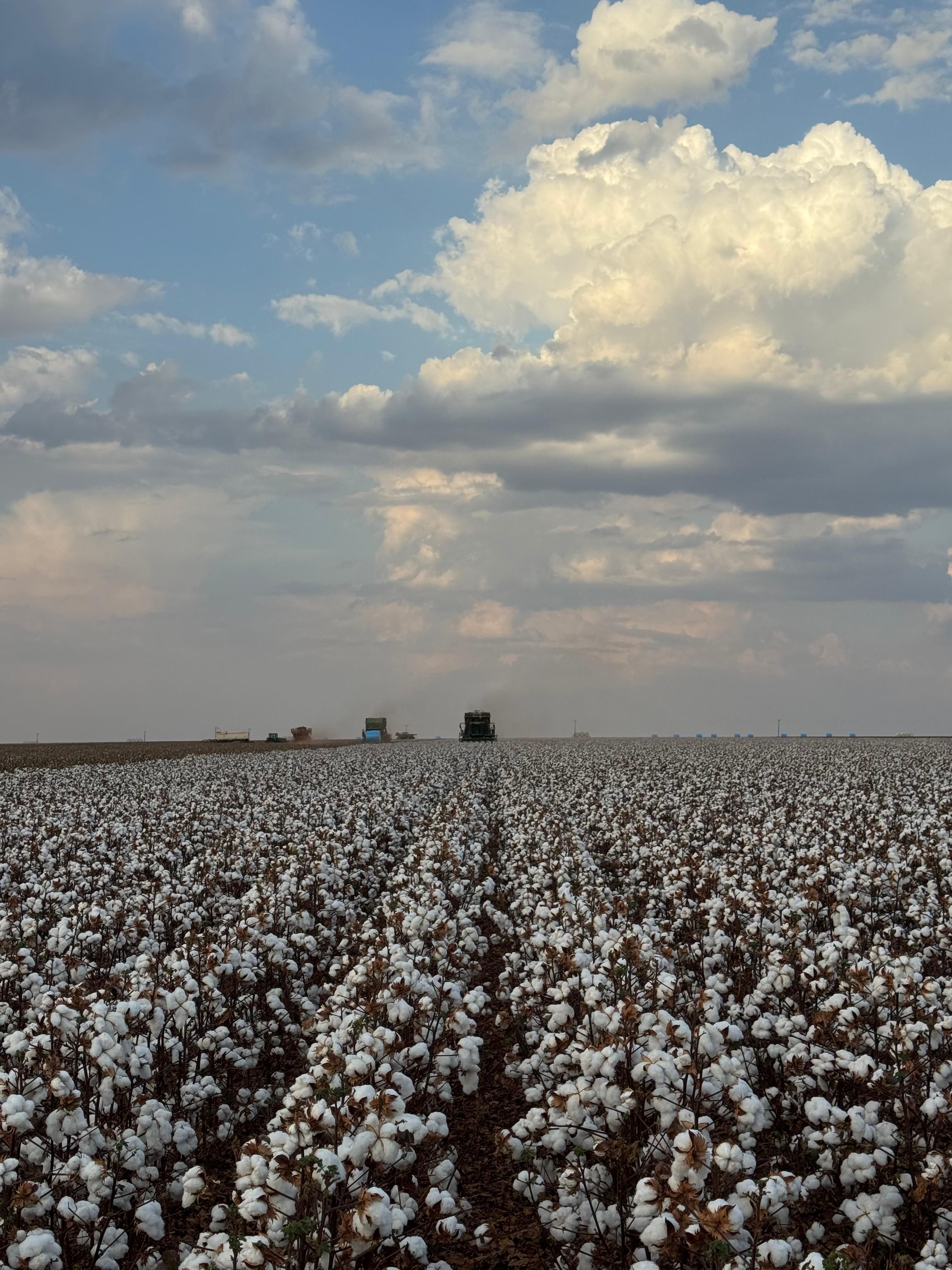 lavoura de algodão em Mato Grosso