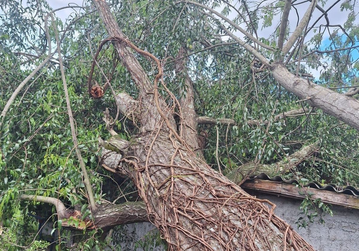 El Niño “muito forte” deve trazer seca e chuva ao Brasil já em outubro