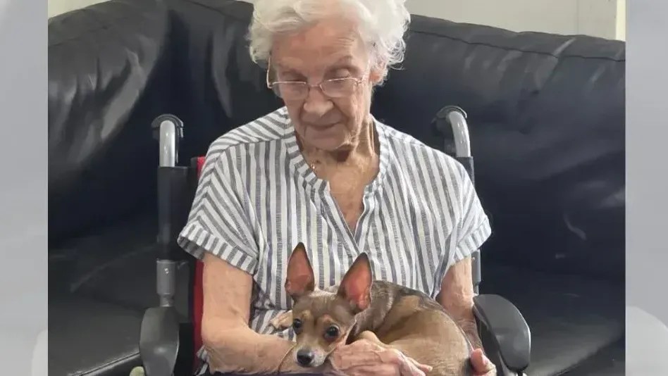 Idosa de 90 anos pede um cachorro como companhia em sua cadeira de rodas, recebe uma chihuahua cega e vínculo imediato emociona a família