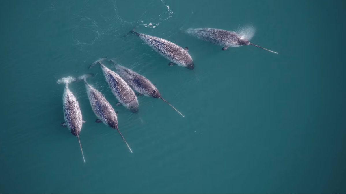 Animal minúsculo da Antártica mora e se alimenta em ‘pequenos vulcões’ a quase 1 km de profundidade; descoberta revela cem anos de mistério