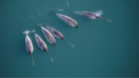 Cientistas colocaram transmissores em 'unicórnios do mar' no Ártico. Os dados que trouxeram foram alarmantes
