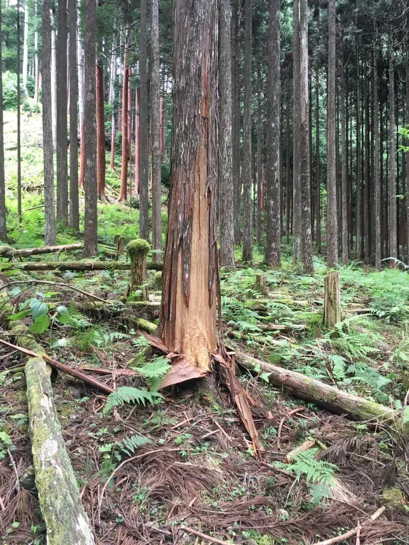 Árvore danificada por urso usasa no Bear Wood Project • Reprodução/Takuya Tsutsumi