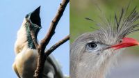Duas aves brasileiras estão entre as mais barulhentas do mundo; saiba quais são