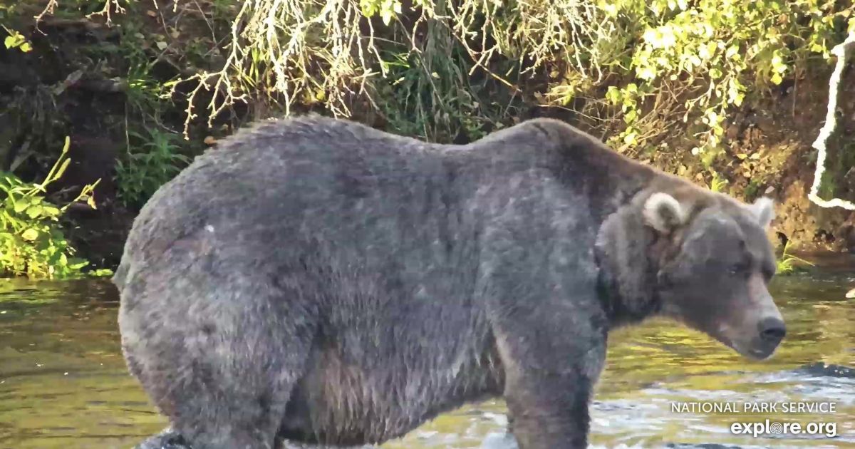 Conheça Backpack, eleito o urso mais gordo do Alasca por 103 mil pessoas
