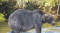 Conheça Backpack, eleito o urso mais gordo do Alasca por 103 mil pessoas