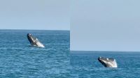 Baleia salta no Leblon e deixa turistas de boca aberta em show da natureza