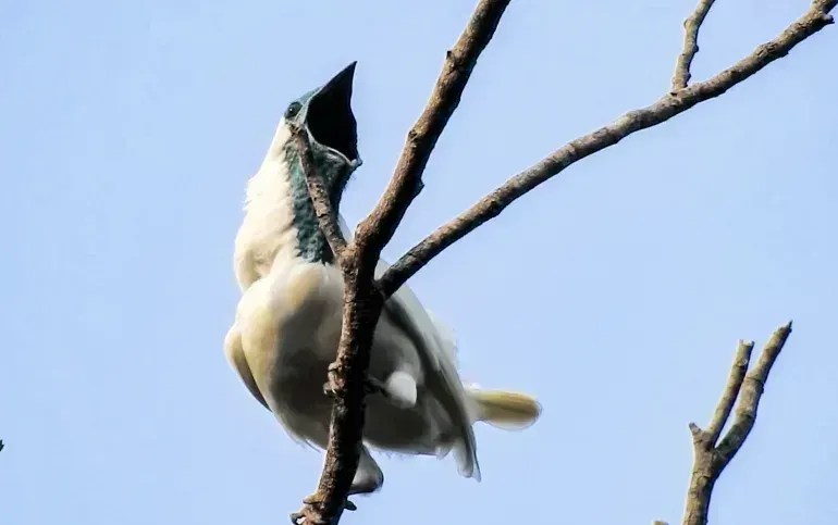 O barulho de uma britadeira é música para os ouvidos perto de duas aves que entram no topo das mais barulhentas de todo o planeta; ouça o canto