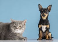 Brasil é 3º país com mais pets e setor prevê faturar R$ 81 bilhões em 2026