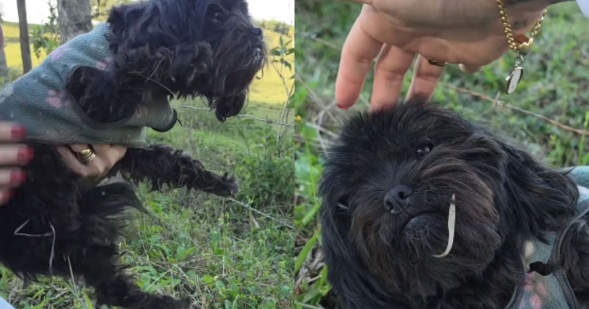 Cachorrinha é encontrada com roupinha no meio da mata, ganha novo nome, mas divulgação nas redes gera reviravolta: “Não tinham mais esperanças”