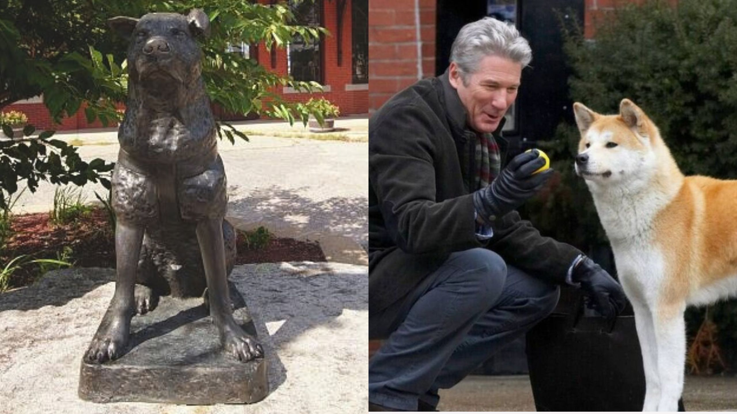 Cachorro esperou dono por mais de 10 anos em estação de trem do Japão; relembre história que inspirou filme com Richard Gere