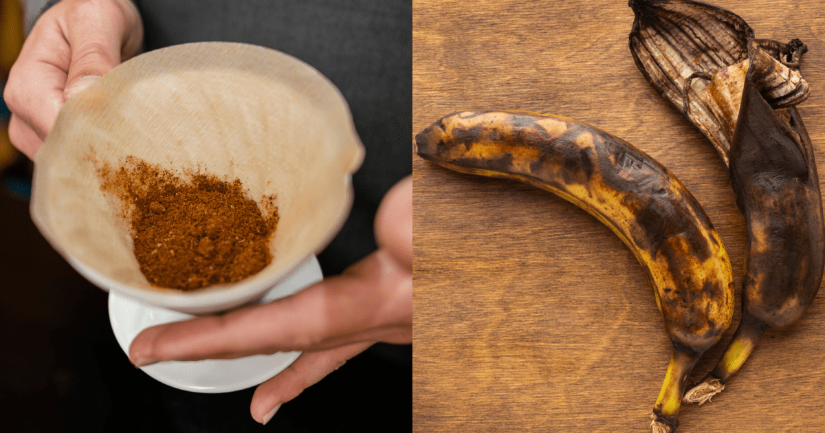 Pote de mistura de café usado com casca de banana pronto para uso doméstico