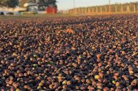 Exportações globais de café crescem 14,9% em agosto