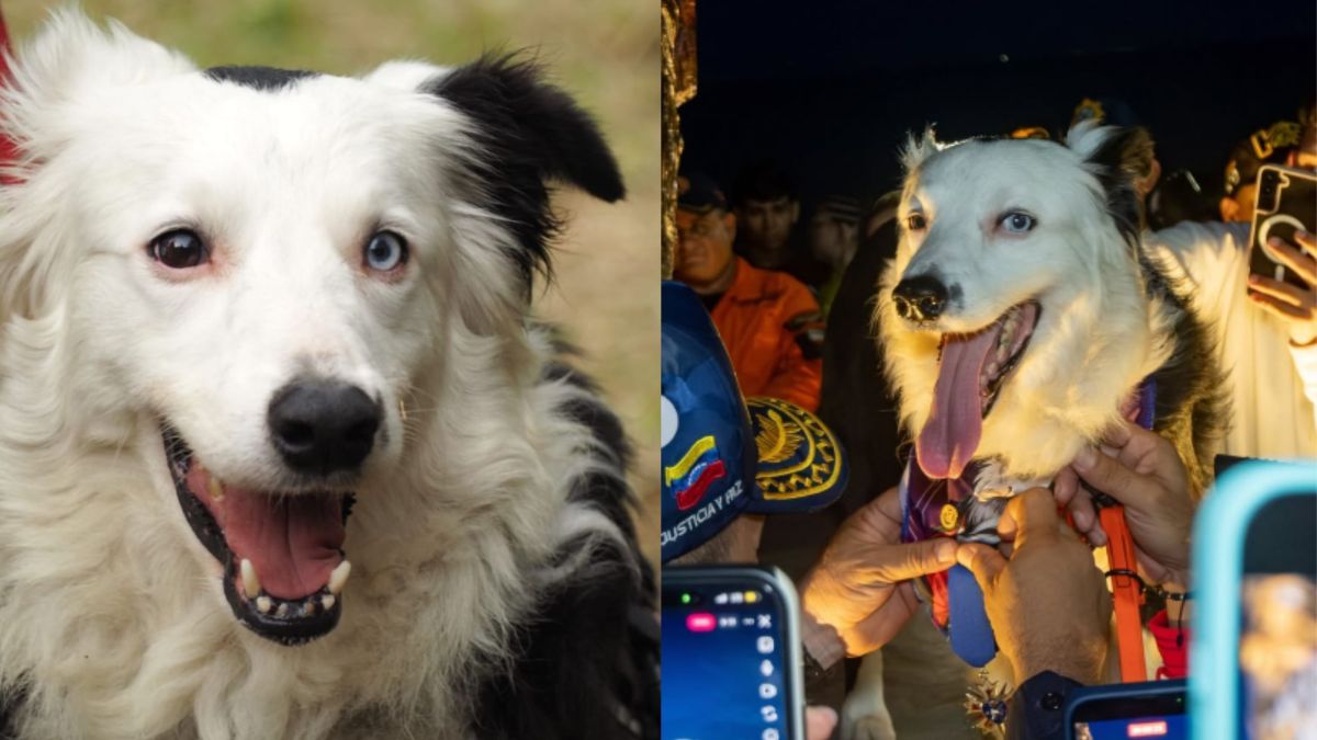 Quem é Tsunami, cão herói da Venezuela que ajudou em resgates e ganhou estátua como reconhecimento
