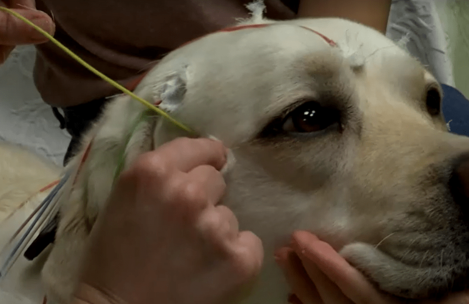 Estudo com cães sobre compreensão da fala humana
