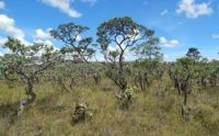 Cerrado perde 13,9 milhões de hectares de vegetação próxima a rios