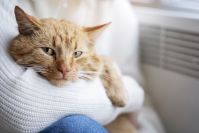 Gato vomitando: devo levar ao veterinário ou é "só" bola de pelo? Saiba quando você deve se preocupar