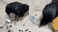 Corvo aprende a beber água sozinho; ave pode ser criada como animal de estimação no Brasil?