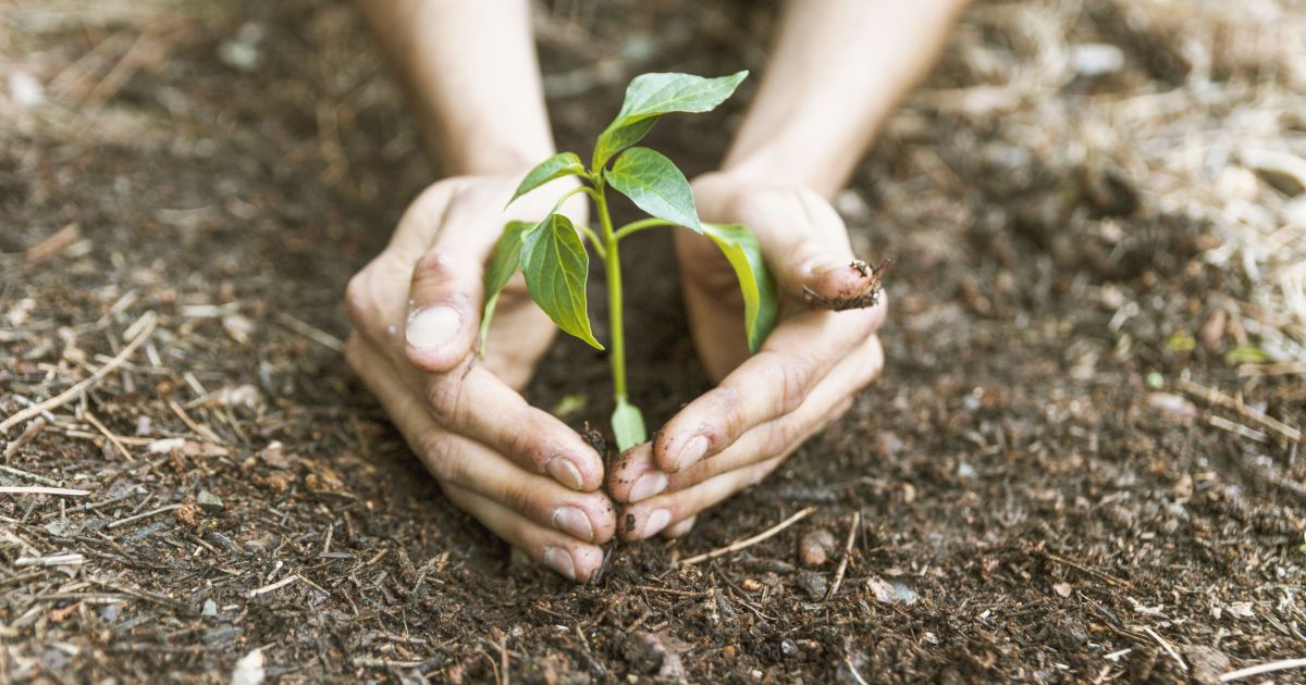 Provérbio chinês: “Se você faz planos para um ano, semeie arroz; se os faz para 10 anos, plante árvores; se os faz para vida, eduque uma pessoa”
