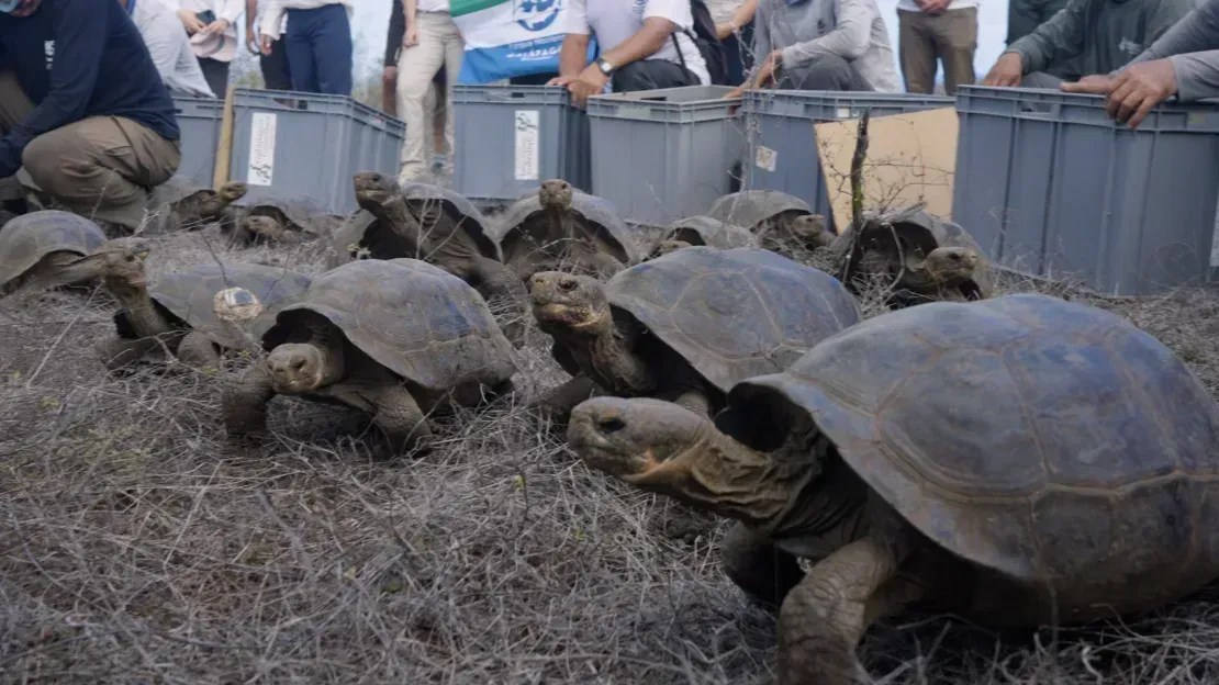 Especialistas acompanham o desenvolvimento das tartarugas desde o estágio de ovo até que estejam suficientemente desenvolvidas para prosperar na natureza • CNN