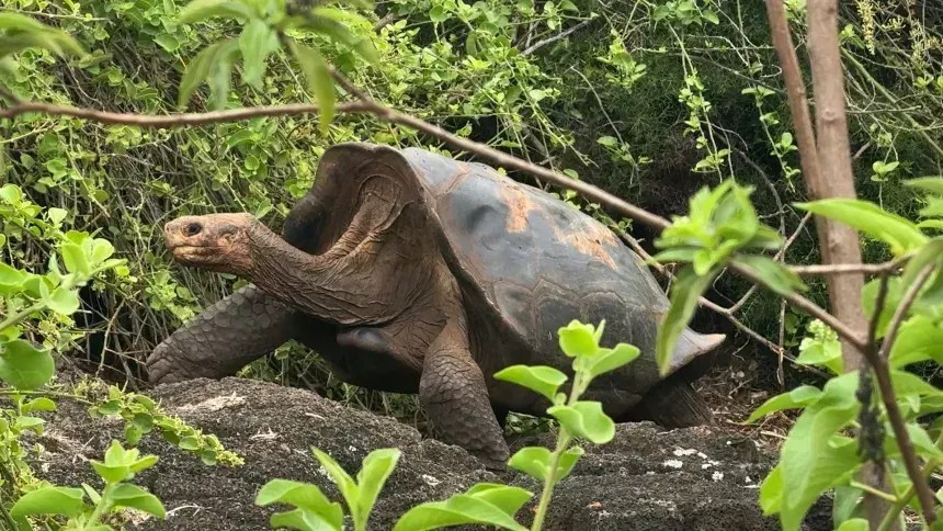 Essas ‘tartarugas alienígenas’ estão de volta a uma ilha de Galápagos onde estavam extintas desde o século XIX