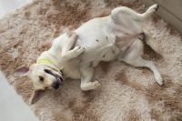 Cachorro dando "chutinhos" quando recebe carinho? Movimento pode não indicar prazer; veja o alerta de uma veterinária