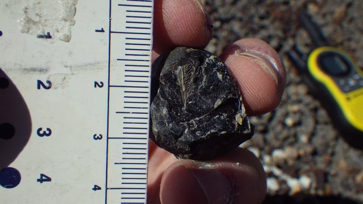 Penas fossilizadas revelam como algumas aves sobreviveram à extinção dos dinossauros