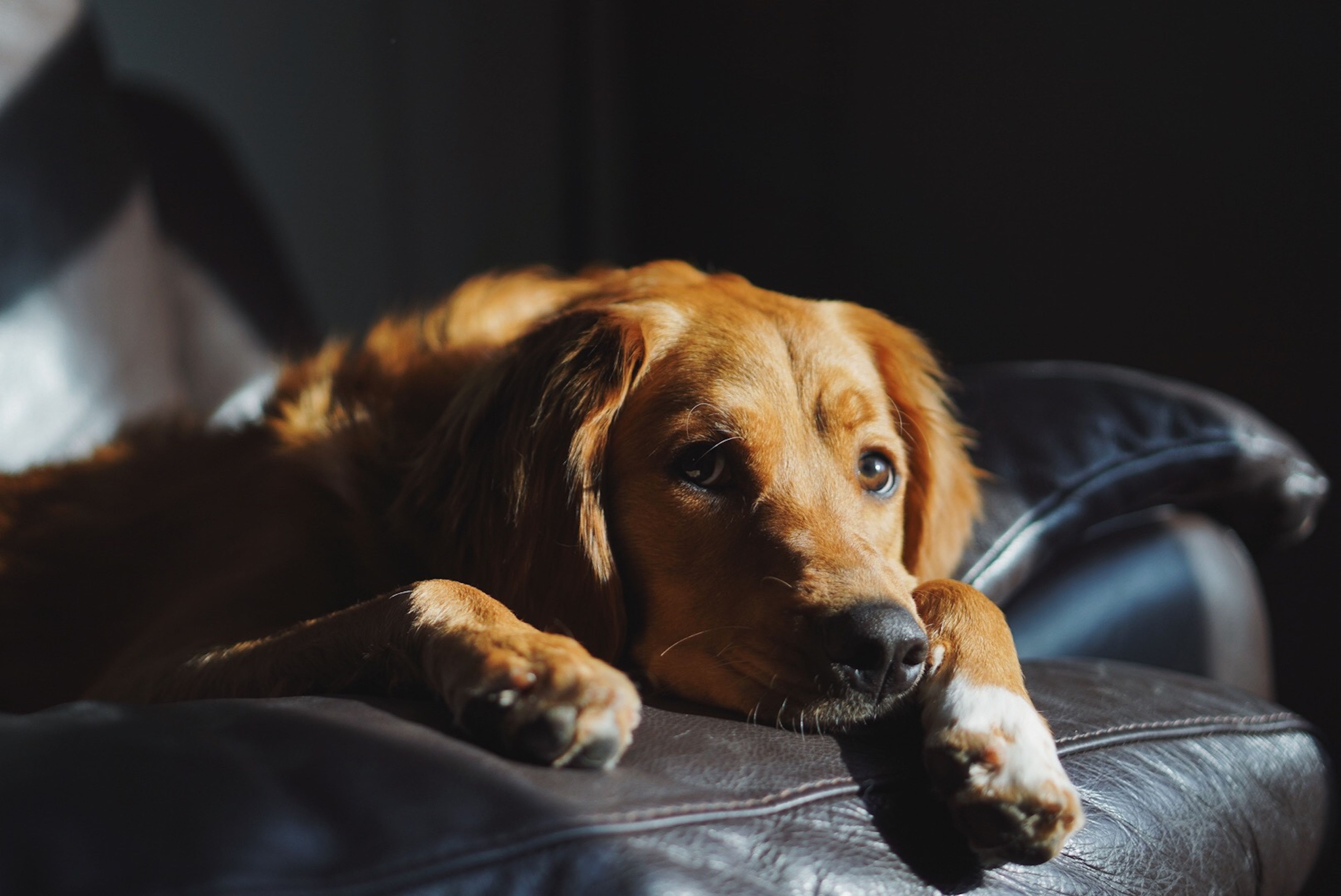 Estratégias podem dar suporte ao seu cão nos momentos em que ele fica sozinho; entenda