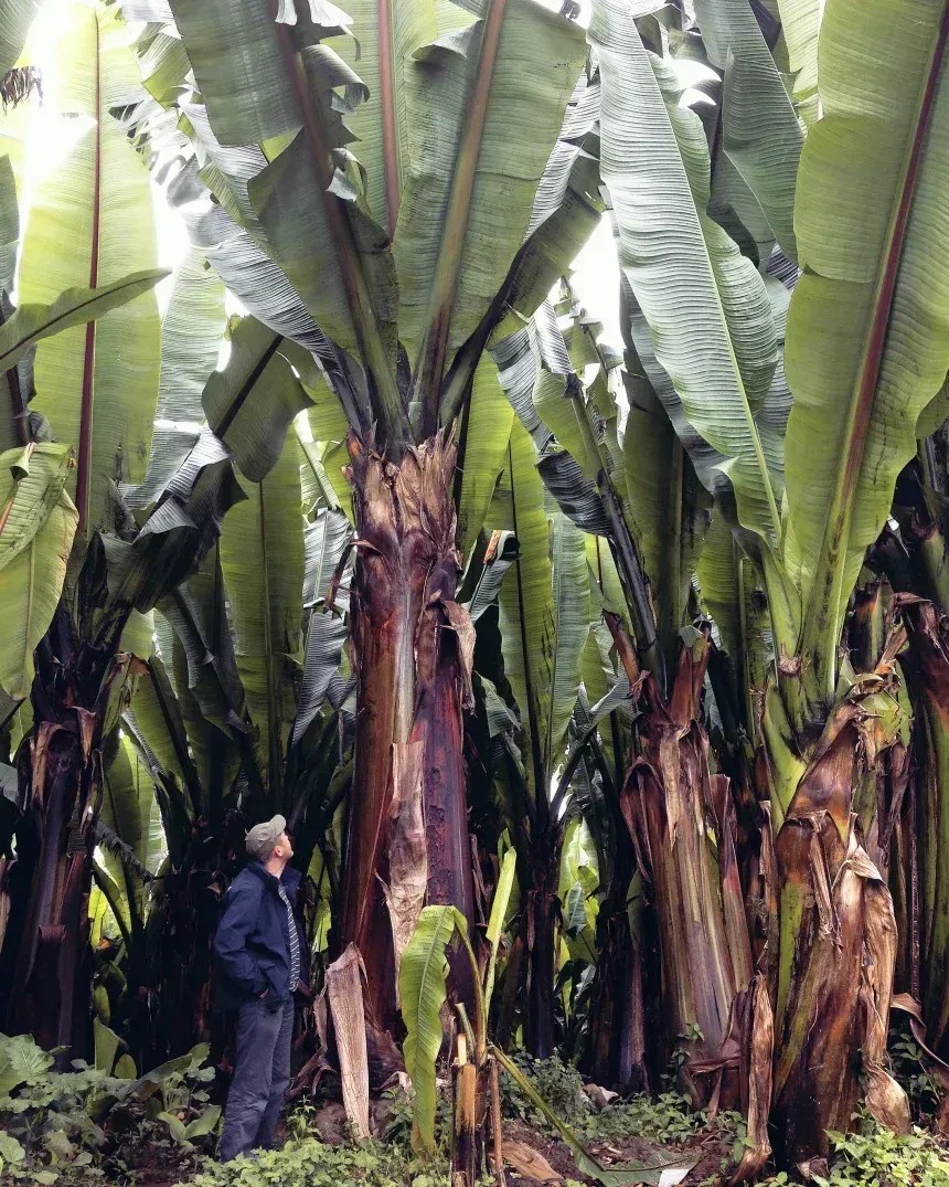 Apesar de seu tamanho imponente, a presença mundial do ensete é relativamente pequena. • James Borrell/RBG Kew