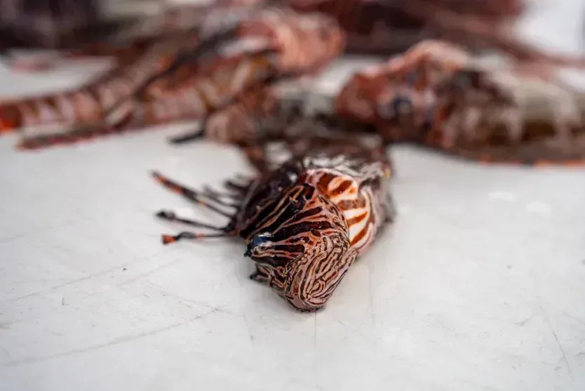 Parte da captura diária da Lionfish Extermination Corp. Peixes grandes são, por vezes, vendidos a restaurantes. • Carlos Martinelli/CNN