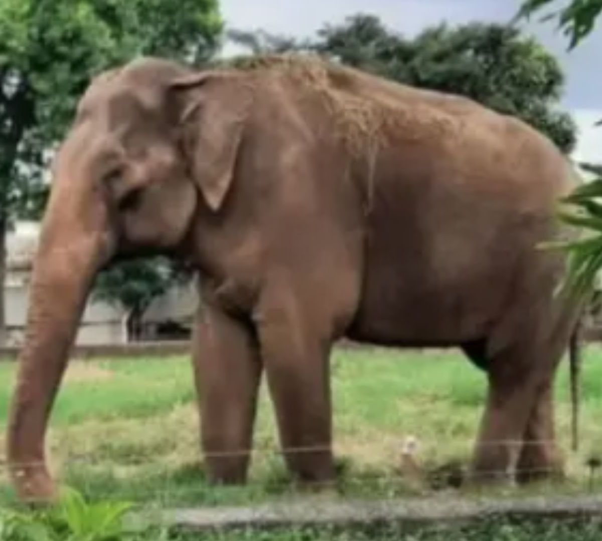 O último elefante apaixonado: conheça a história de Sandro que vive solitário desde que sua companheira partiu