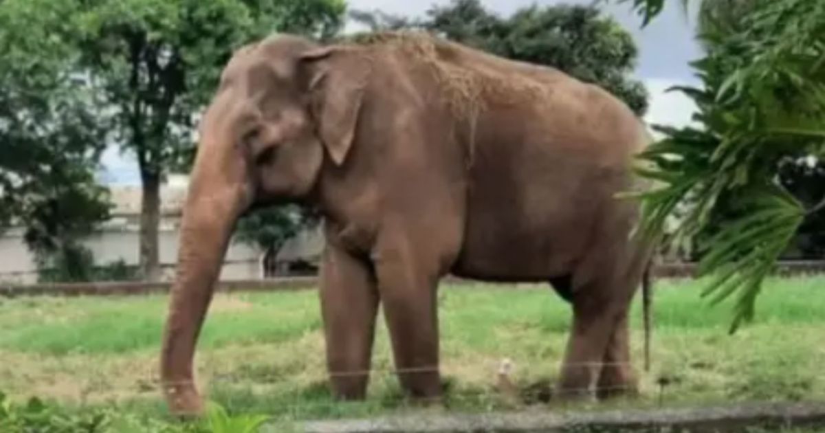 Sandro, o elefante solitário de 54 anos, parte para santuário após 4 anos de isolamento