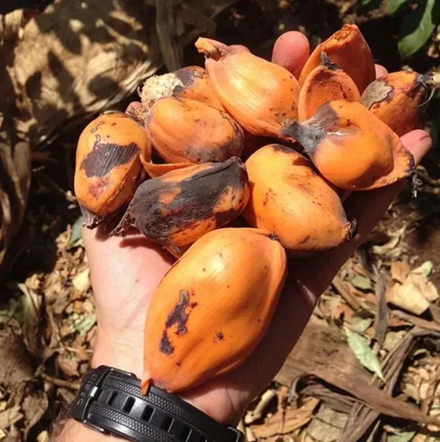 Há pouco apetite pelo fruto com sementes do ensete. • James Borrell/RBG Kew