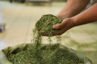 Expointer: "terroir" gaúcho e certificação elevam valor da erva-mate