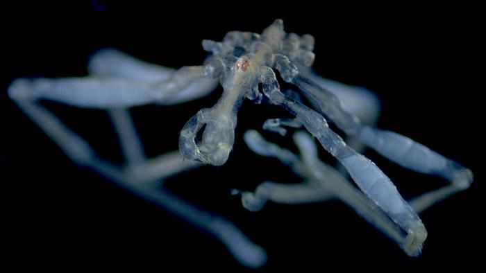 Novas espécies de aranha-do-mar são descobertas no Canadá; elas têm três lábios, espinhos nas patas e aspecto 'peludo' • Cormac Toler-Scott via CNN Newsource