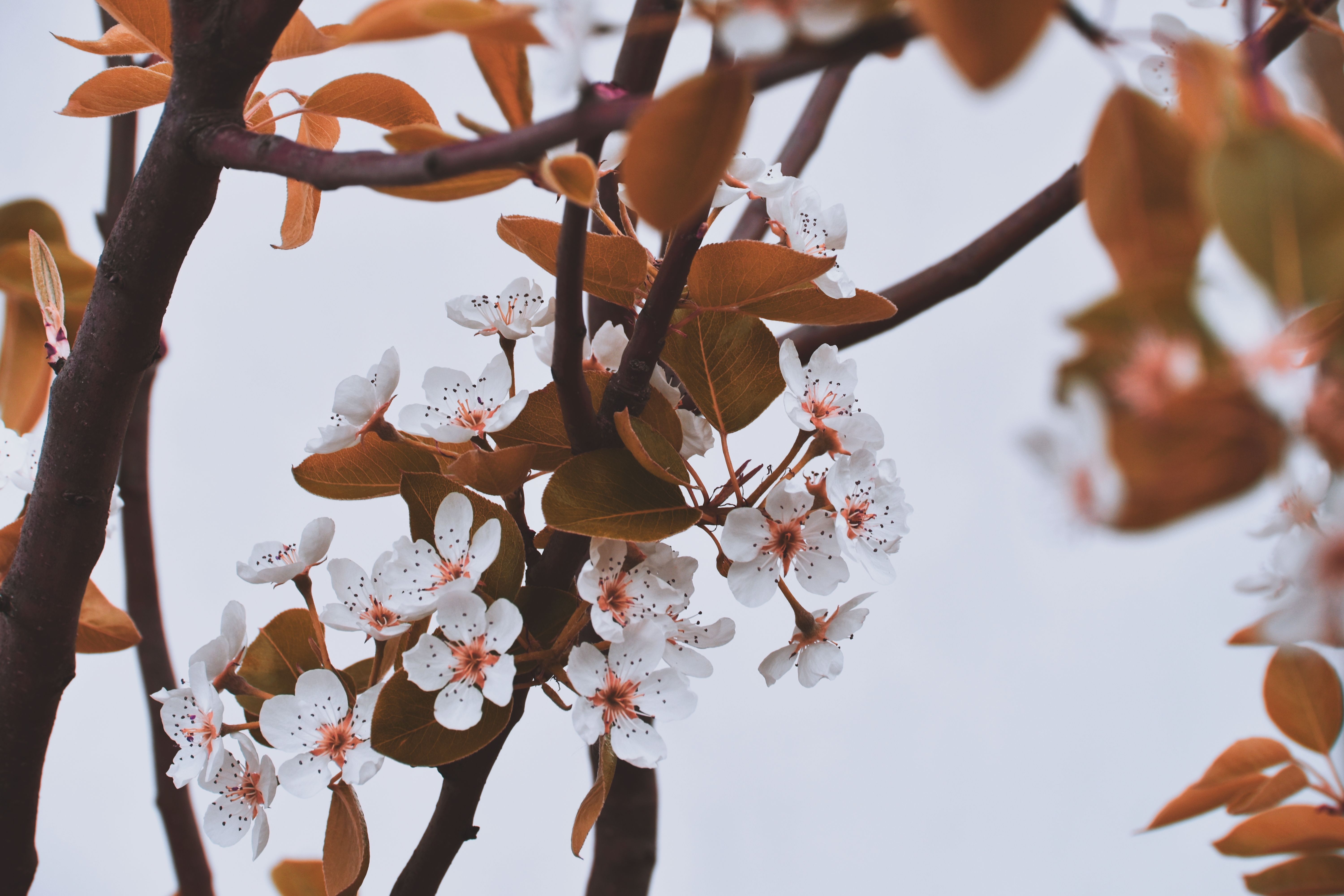 Flores na Primavera • Pexels