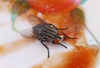 Mosquito de banheiro não surge do nada: entenda o erro invisível no ralo que pode estar multiplicando os insetos na sua casa