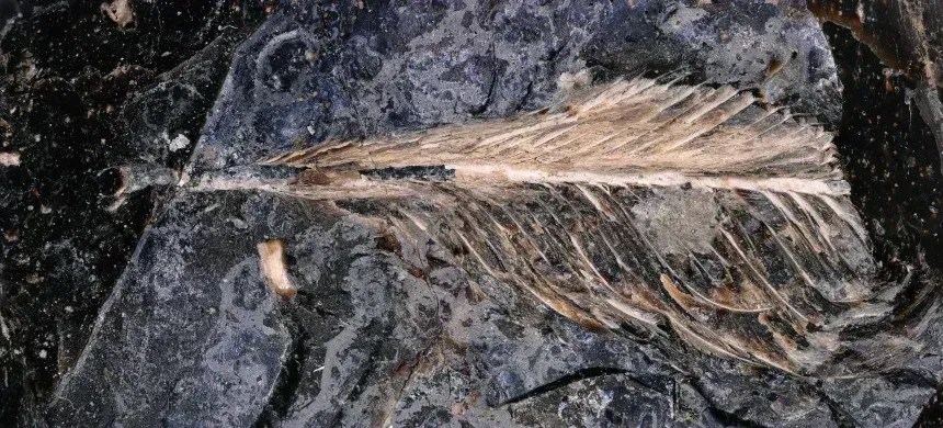 Uma imagem em close-up de uma pena fossilizada encontrada preservada em fezes de dinossauro • Jingmai O'Connor/Museu Field