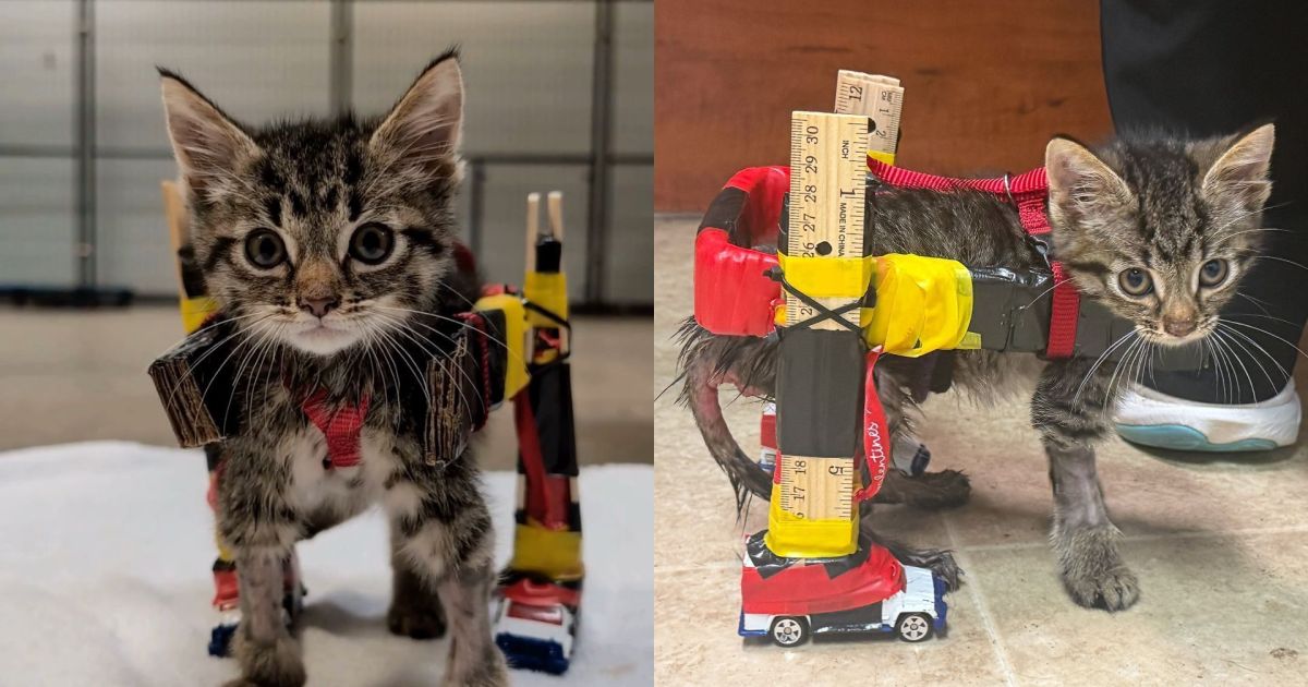 Veterinária ajustando uma cadeira de rodas improvisada para um gato pequeno.