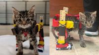 Veterinária dos EUA usa régua escolar e carrinhos de brinquedo para criar cadeira de rodas adaptada para gatinho com deficiência
