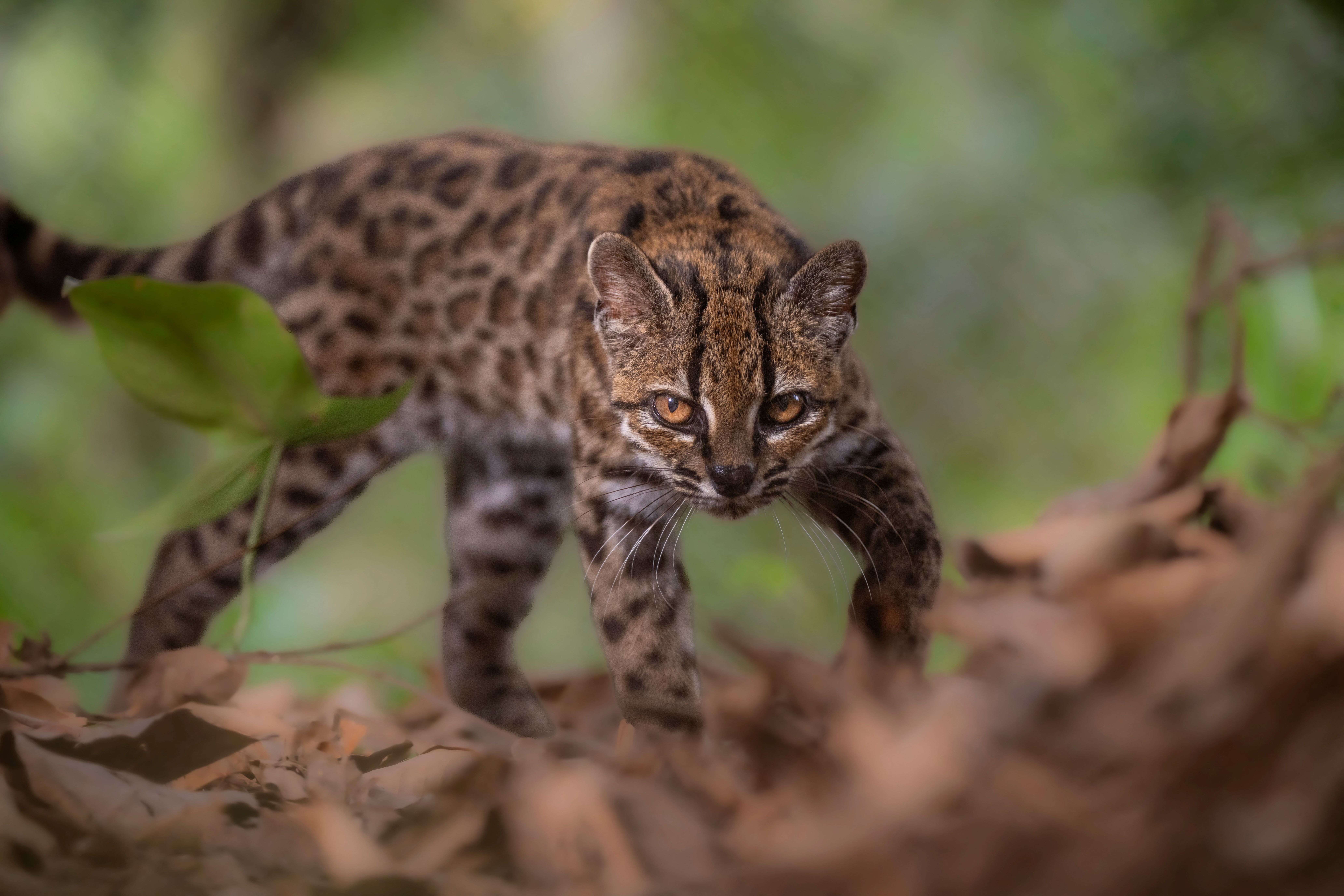 Gato da espécie recém-identificada Leopardus tilcayo caminha no refúgio de animais Senda Verde, na região de Yungas, na Bolívia