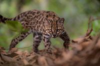 O que se sabe sobre espécie de gato com pelagem semelhante à onça que foi a primeira identificada em mais de um século