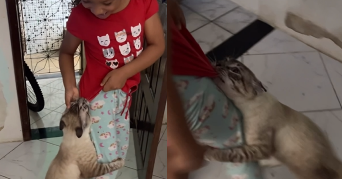 Gato Olafino observando a criança durante brincadeira