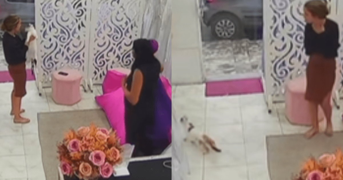 Gato escondido em vestido de festa surpreende cliente durante devolução em loja