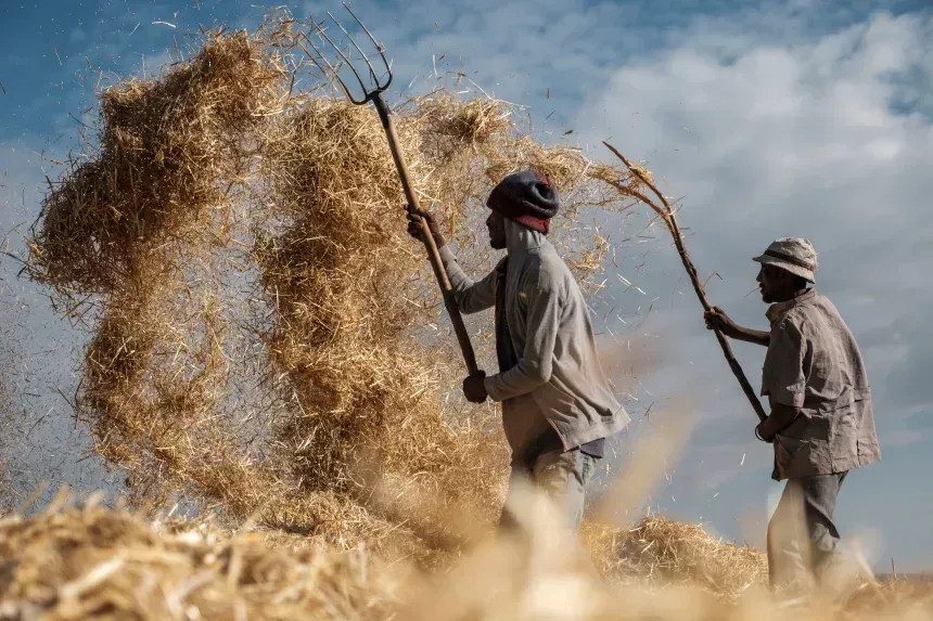 Agricultores debulham trigo nos arredores de Gondar, na Etiópia. • Eduardo Soteras/AFP via Getty Images