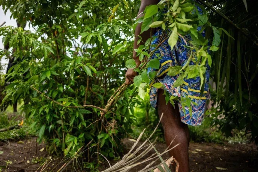 Um homem arranca raízes de iboga do chão, marcando o culminar da cerimônia sagrada de colheita, no Gabão, em fevereiro de 2025. • Nao Mukadi/AFP/Getty Images