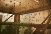 Um bilhão de moscas de laboratório estão na luta contra a mosca-varejeira