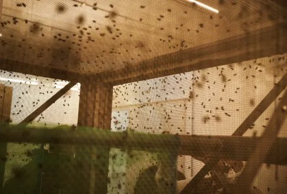 Um bilhão de moscas de laboratório estão na luta contra a mosca-varejeira