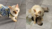 Gato que cuidava de filhotes órfãos em abrigo é adotado, mas adoece de saudades e precisa voltar para ficar com seus amigos